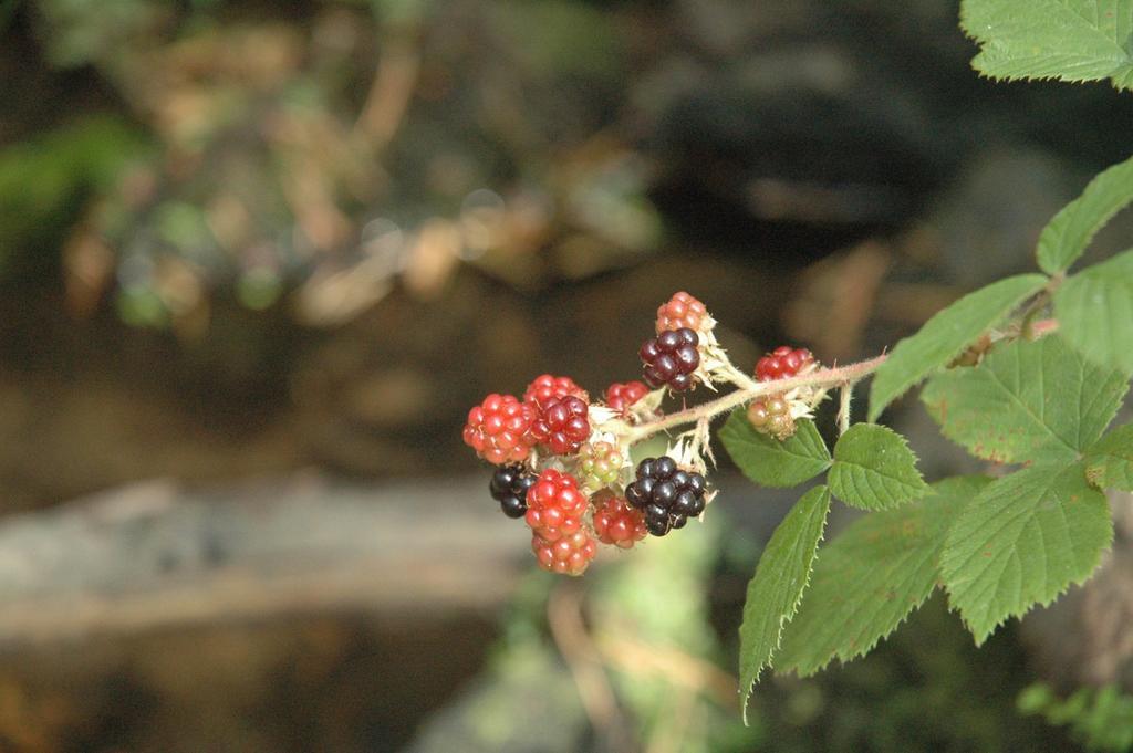 בית הארחה Navacepeda de Tormes 	La Pasailla De Gredos מראה חיצוני תמונה