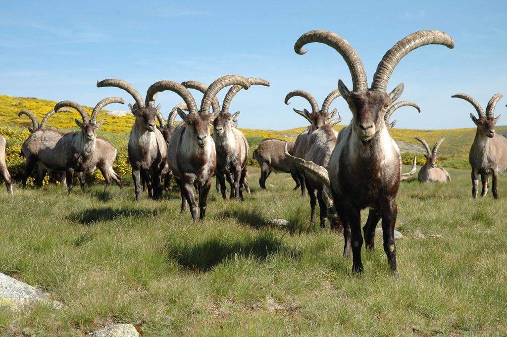 בית הארחה Navacepeda de Tormes 	La Pasailla De Gredos מראה חיצוני תמונה